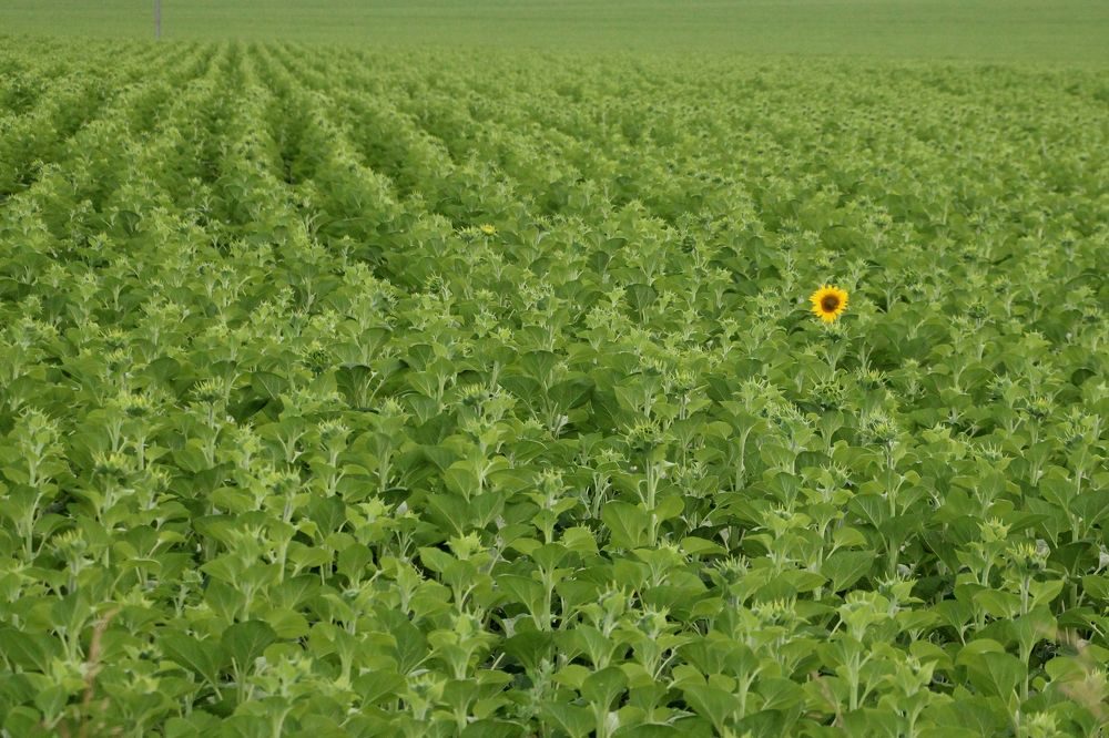 один в поле