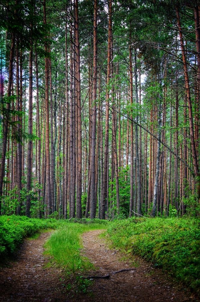 Фотография автора Елена Ерешко