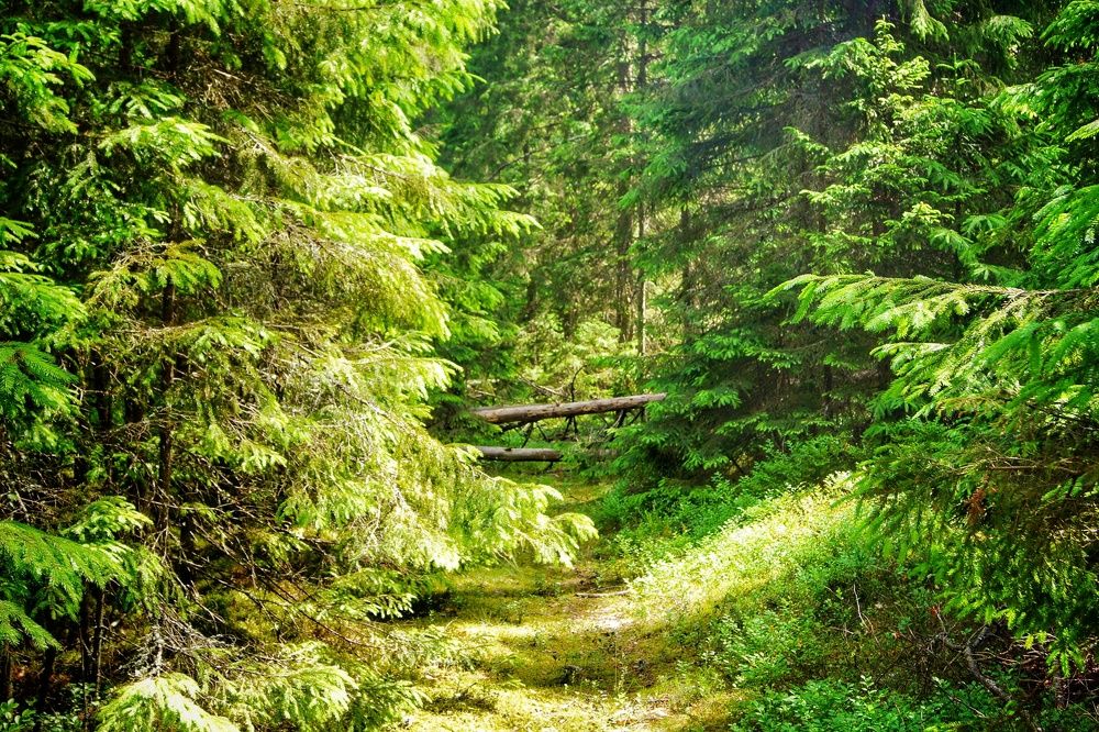 Фотография автора Елена Ерешко