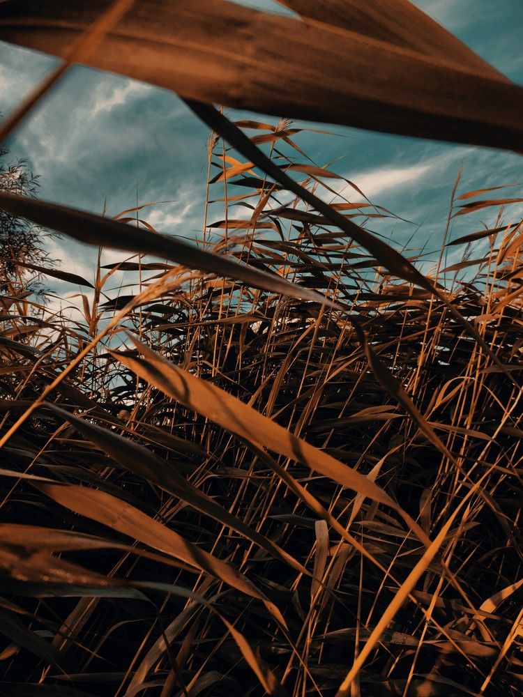 Photograph by Илья Шевелев