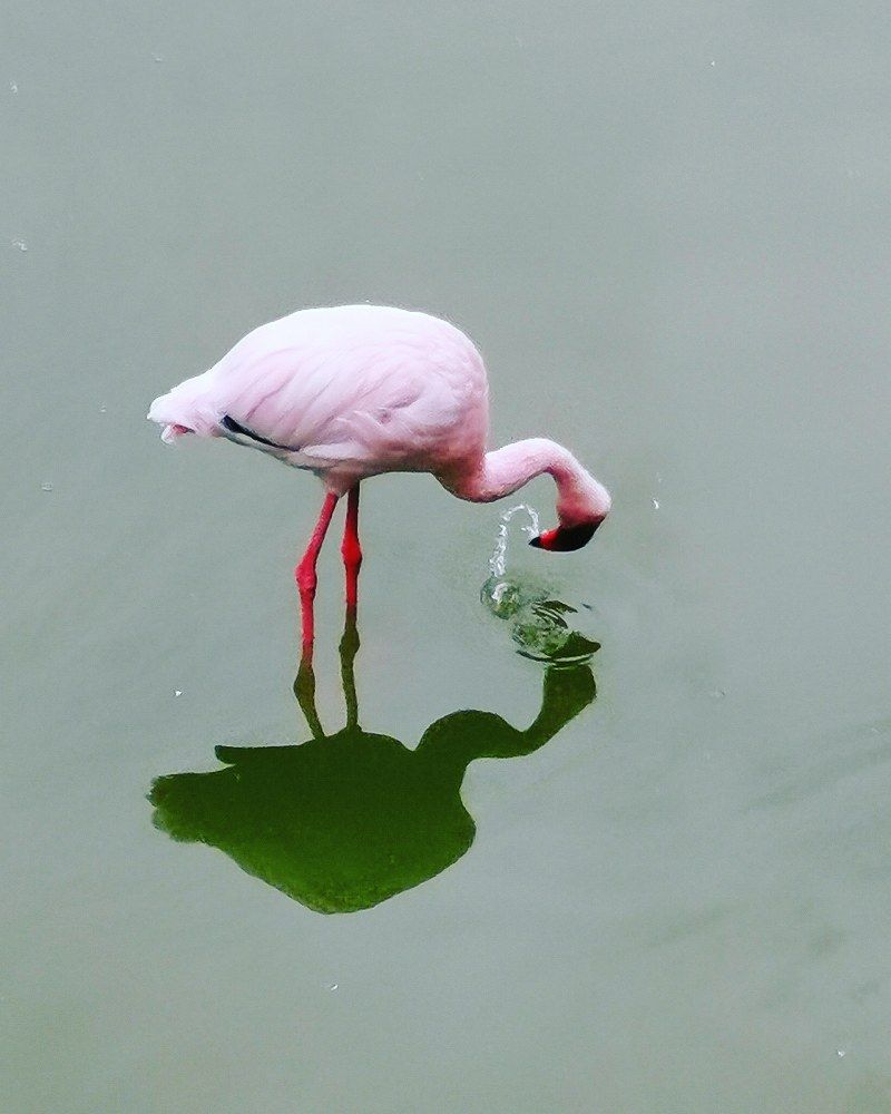 Розовый фламинго