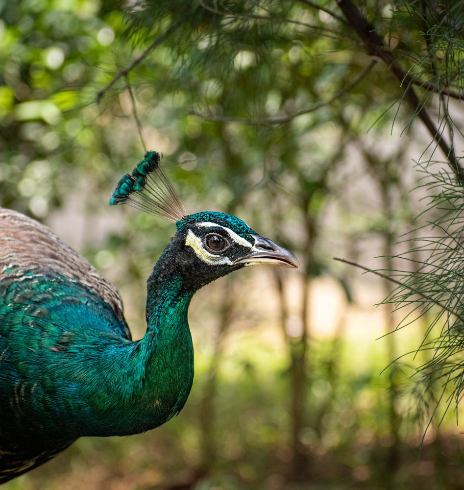 Photograph by Soumyadip Nag