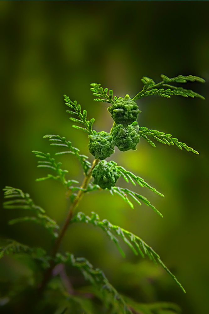 Photograph by Клясюк Галина