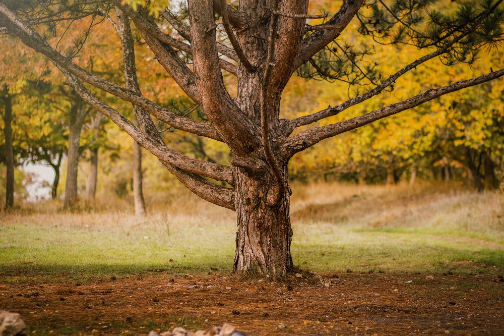 Photograph by Татьяна Москаленко