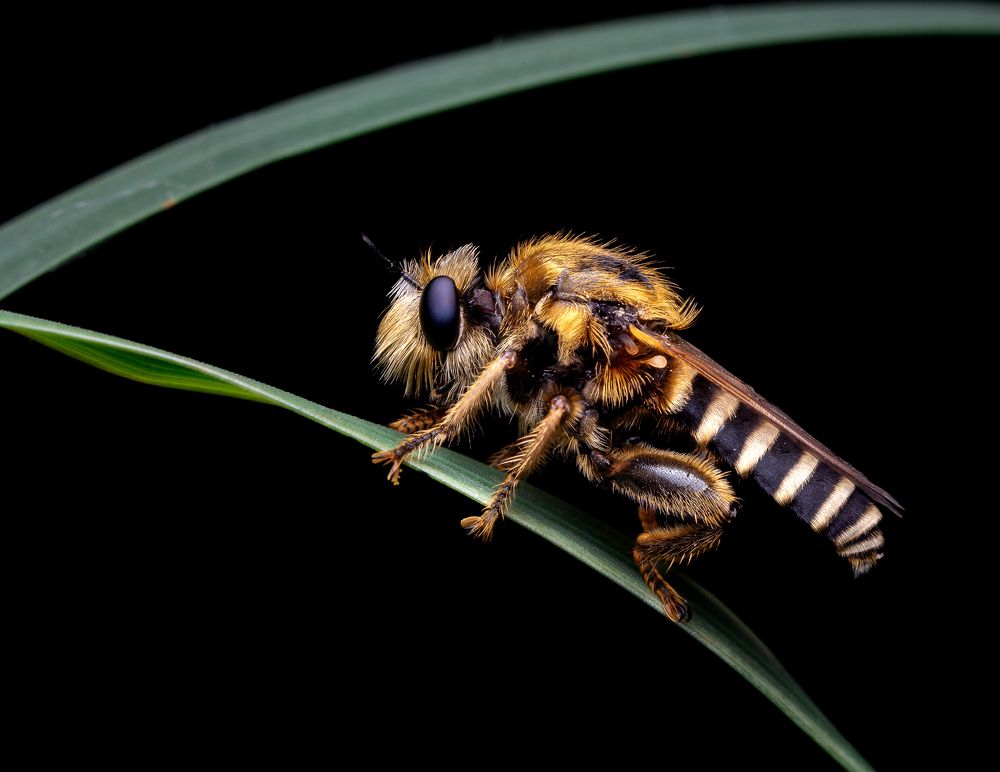 Bee Mimicking Robberfly