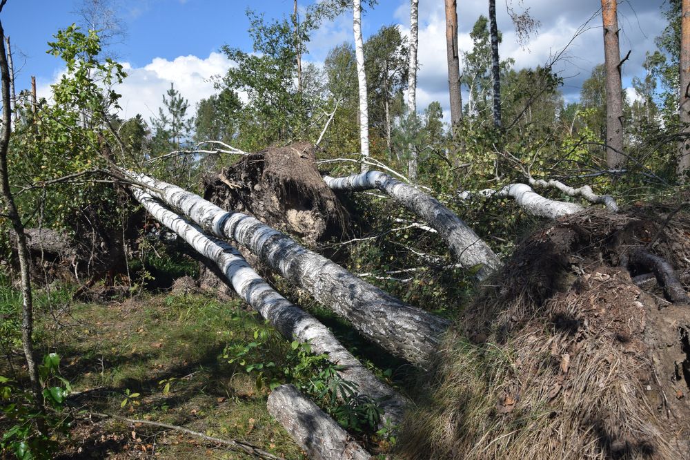 После грозы