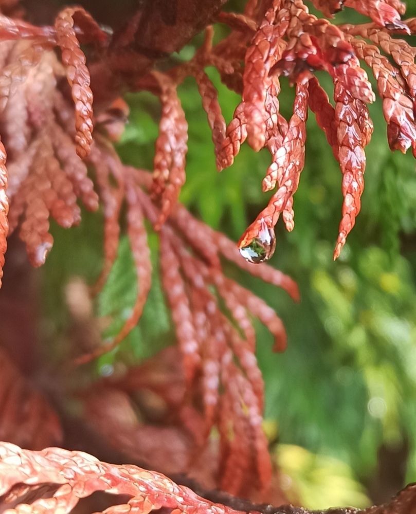 Photograph by Тихонова Ольга