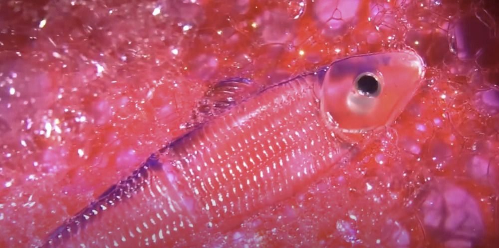 Photograph by Sona Sahakian