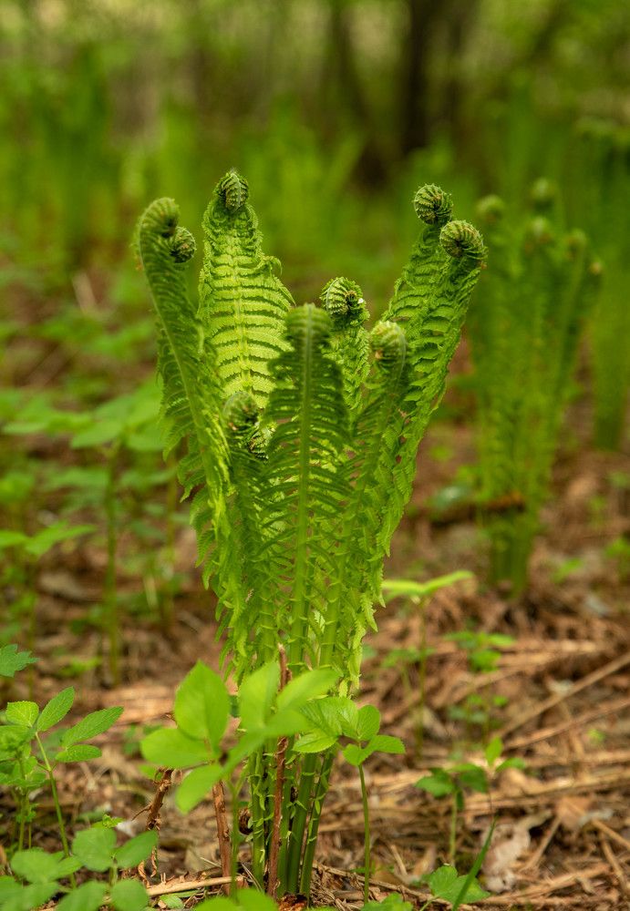 Фотография автора Сергей Чесноков