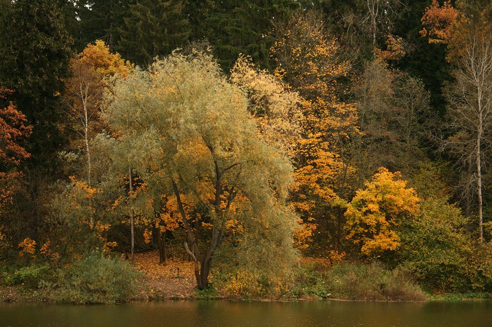 Фотография автора Надежда Лисицына