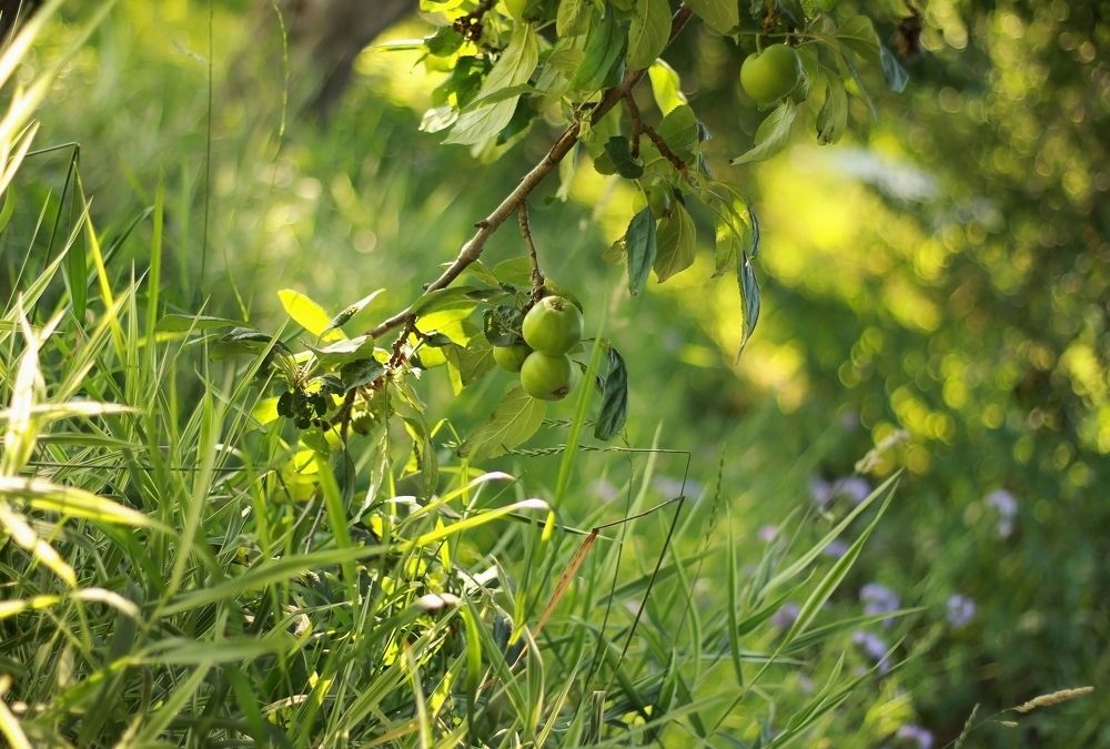 Photograph by Лайко Марина