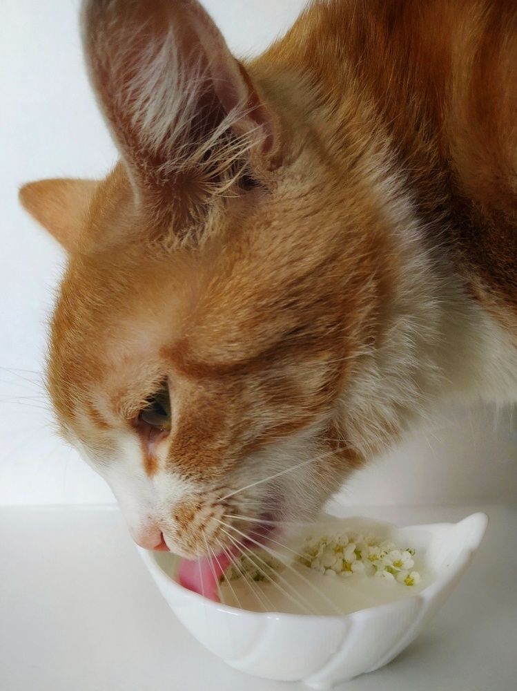 Фотография автора Гвоздецкая Анна