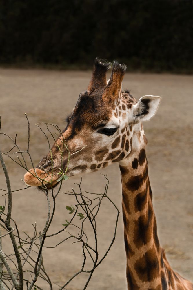 Photograph by Irene Pravdiuk