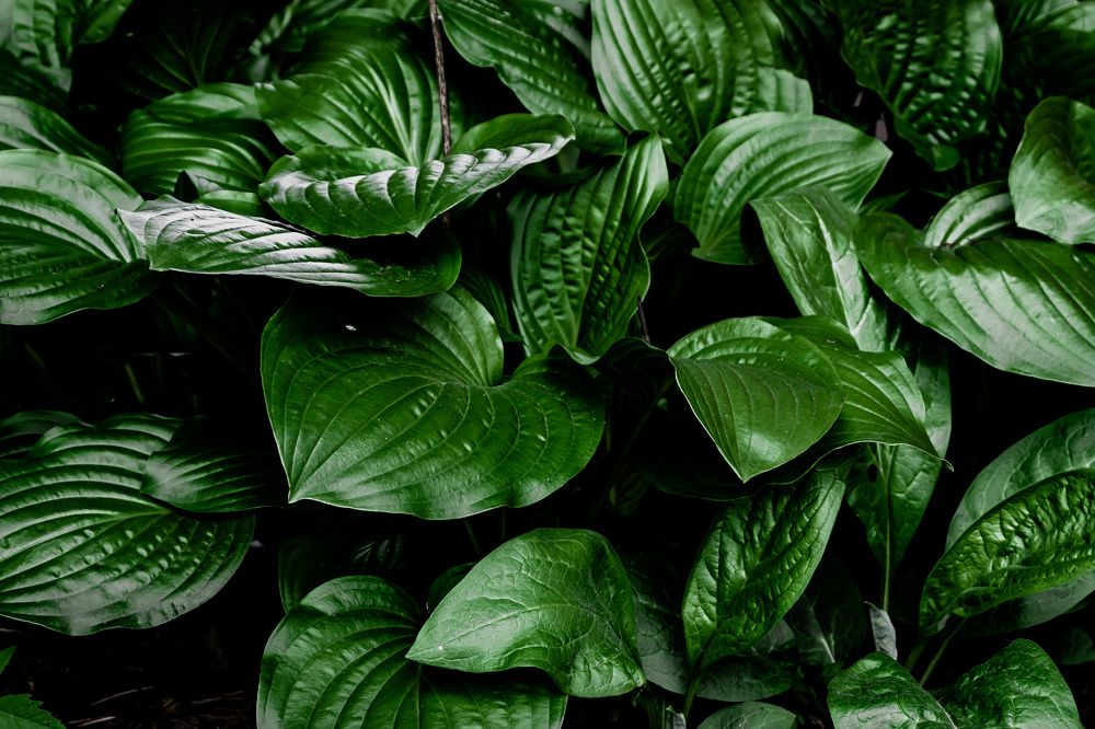 Photograph by Greg Noakes