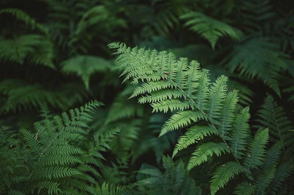 Photograph by Антон Роук