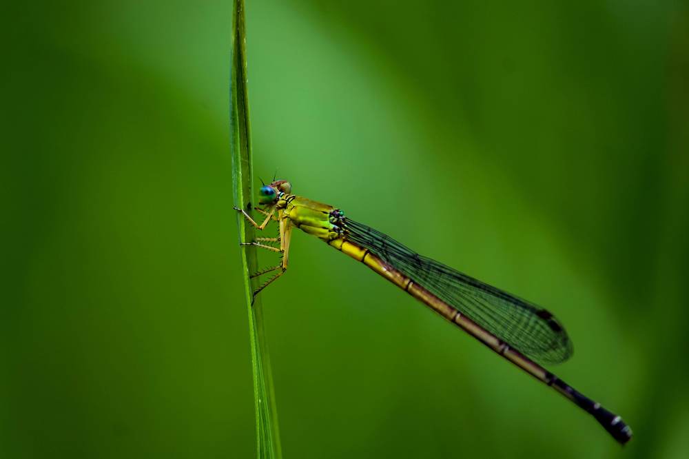 Photograph by Santosh Shrestha