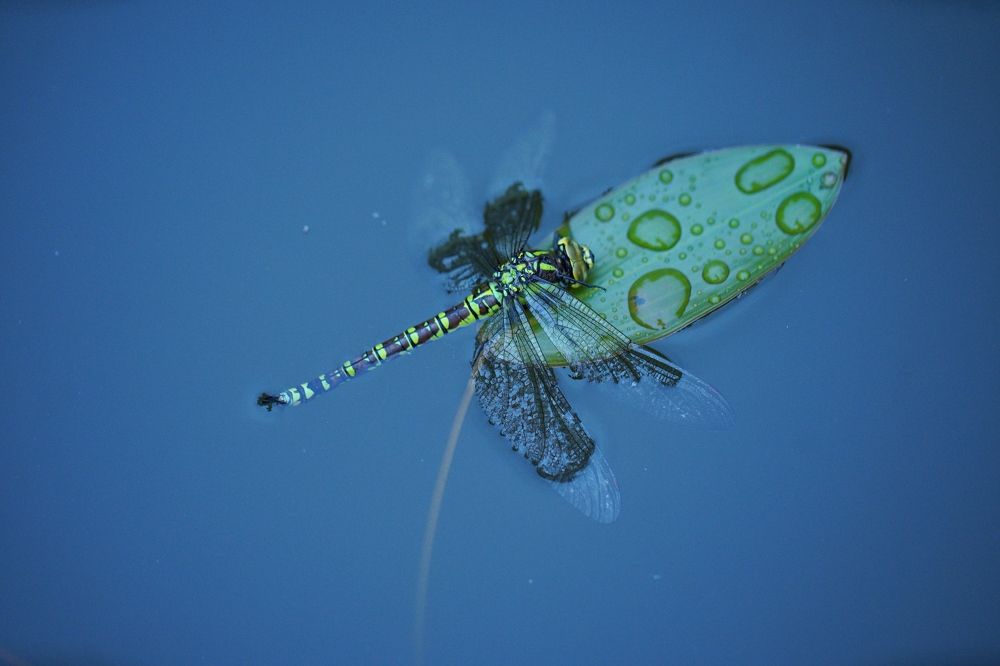 Photograph by Галина Сероштан