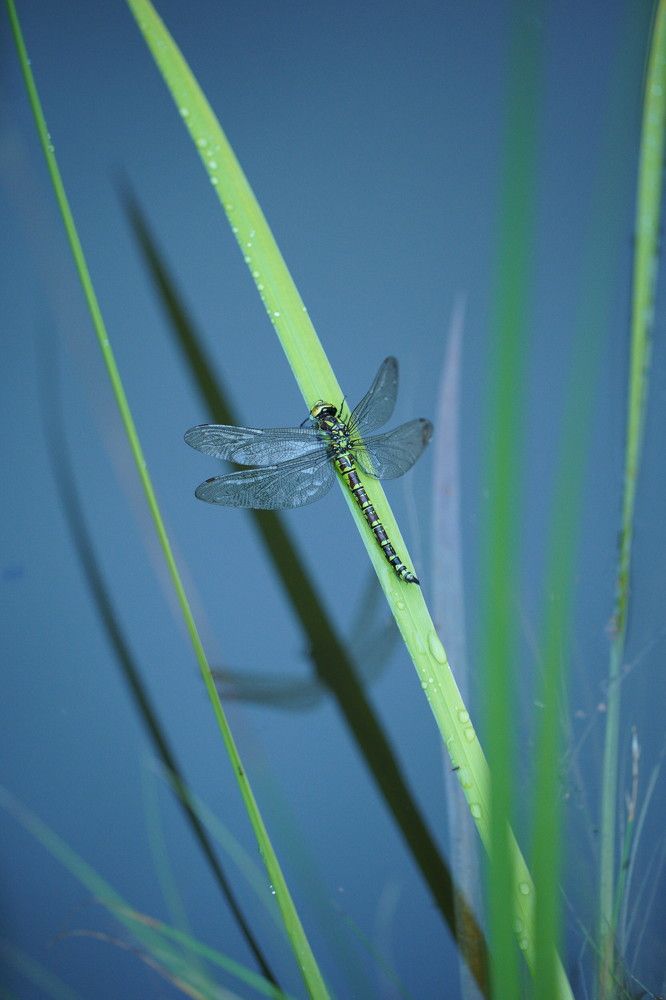 Photograph by Галина Сероштан