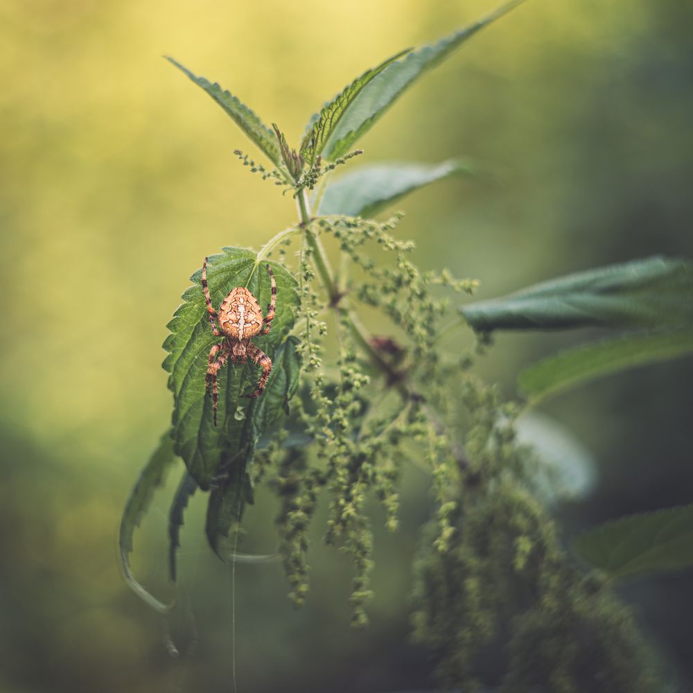 Фотография автора NIKOLAY KALININ