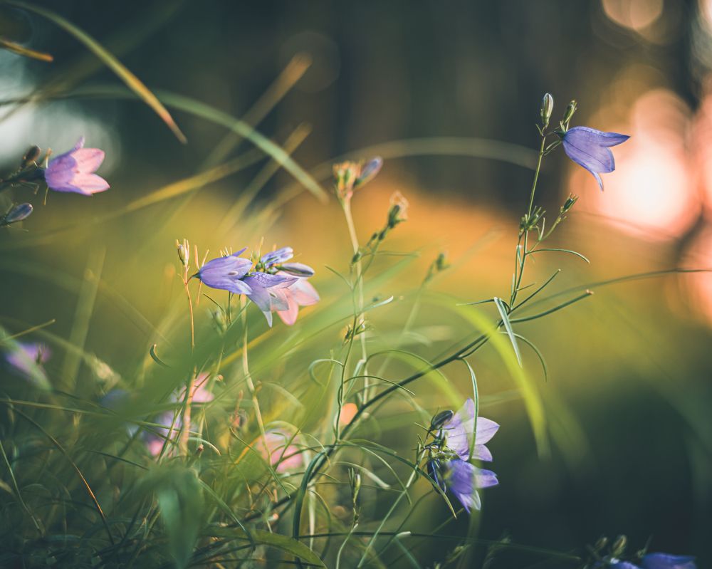 Фотография автора NIKOLAY KALININ