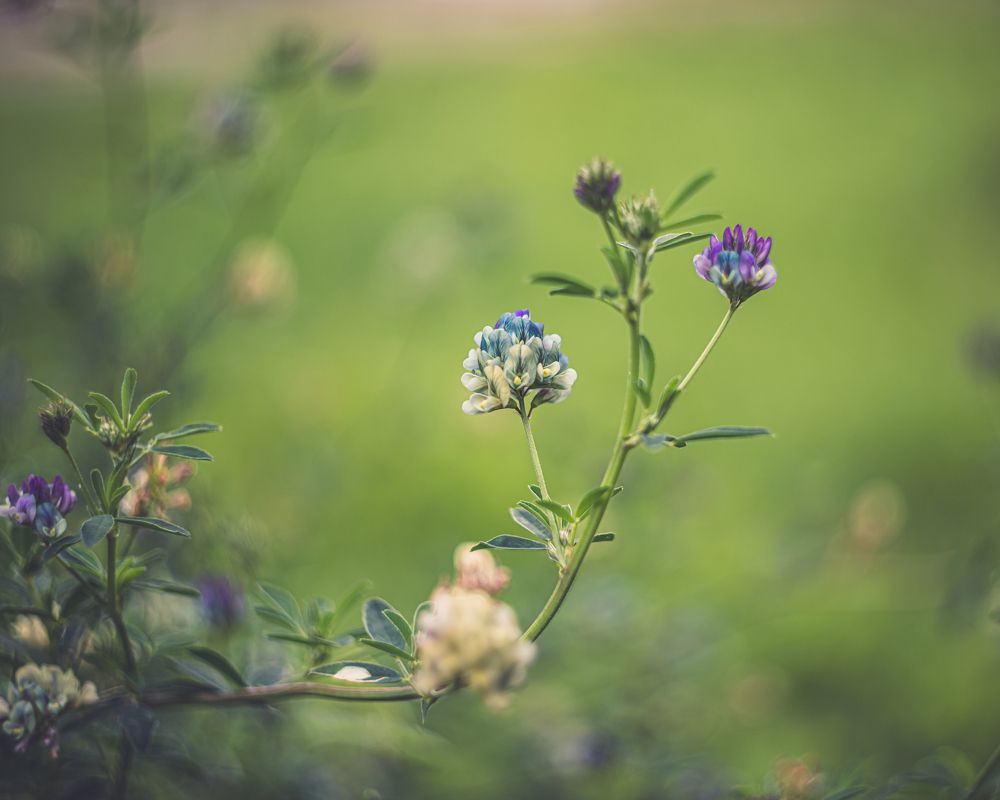 Фотография автора NIKOLAY KALININ