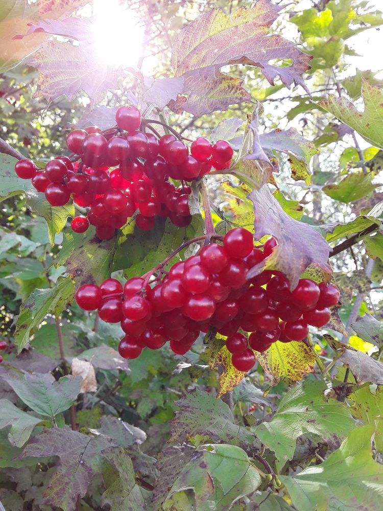 Photograph by Светлана Смирнова (Гридюшко)