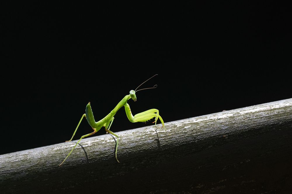 Photograph by Benny Chan