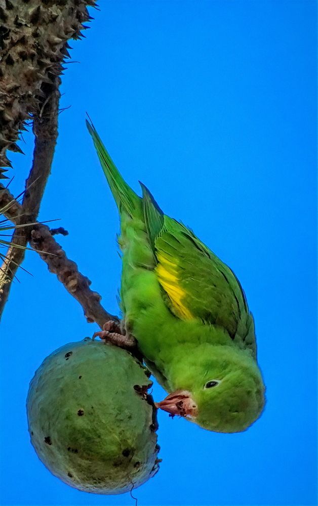 Photograph by Marcelo Luzzi