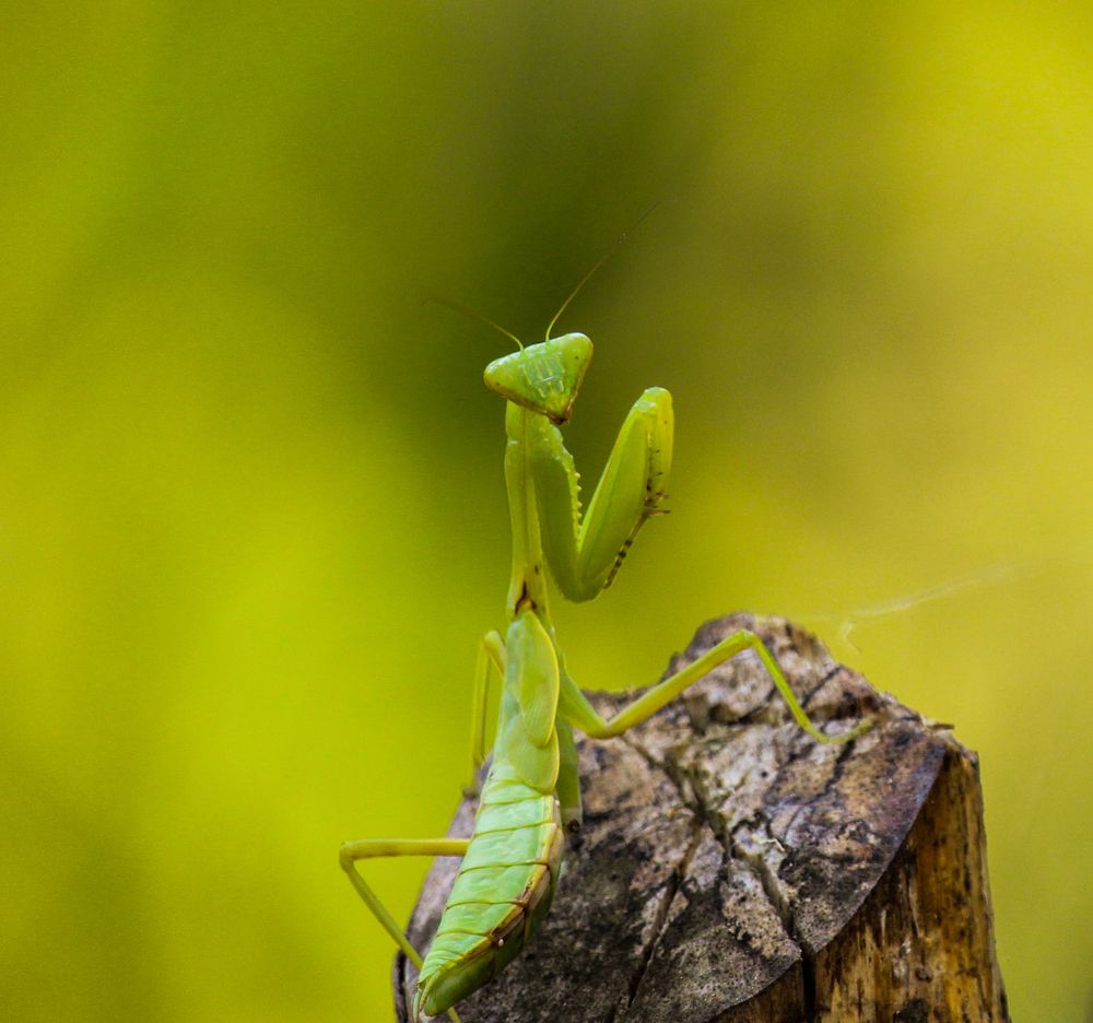 Фотография автора Suman Roy