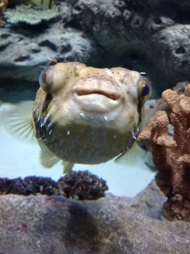 больше глазик.