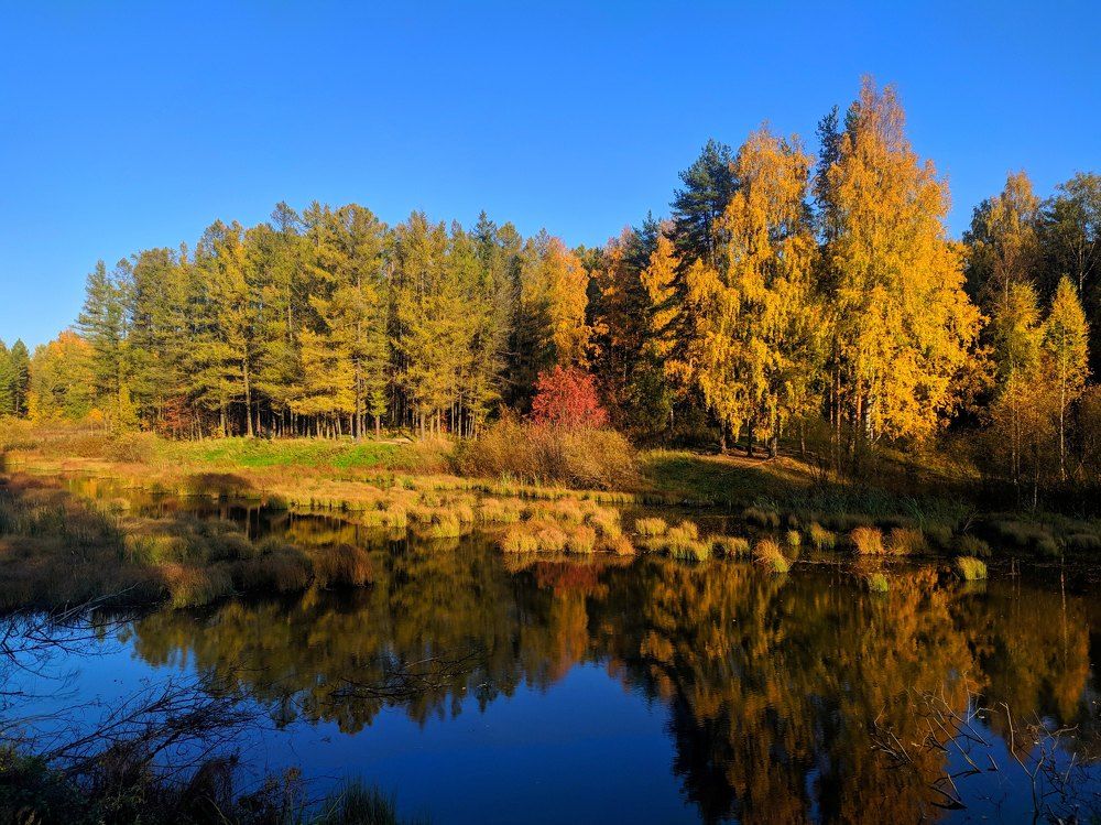 Фотография автора Олеся
