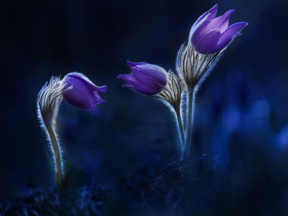 Первоцветы