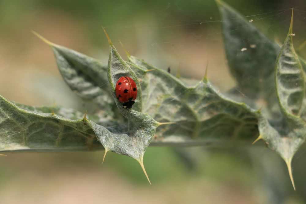 Photograph by Cengiz Yalcin