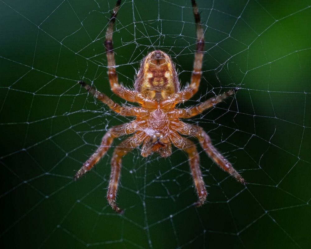 Фотография автора Андрей Баранов