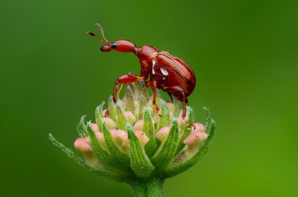 Leaf Rolling Beetle
