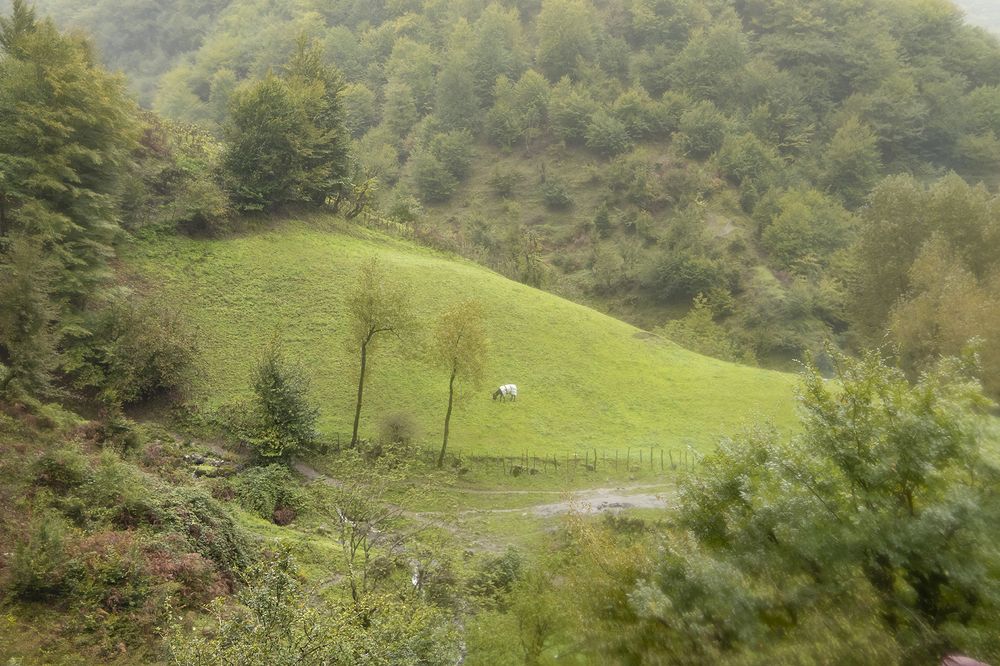 Photograph by Maryam javani