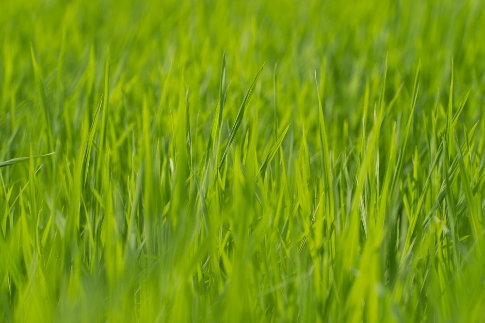 Photograph by Poshan Shakya