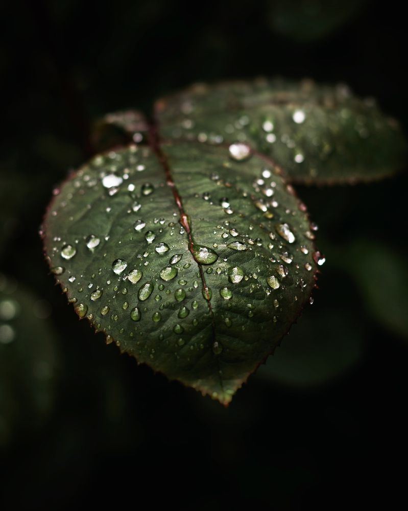 Photograph by Максим Салихов