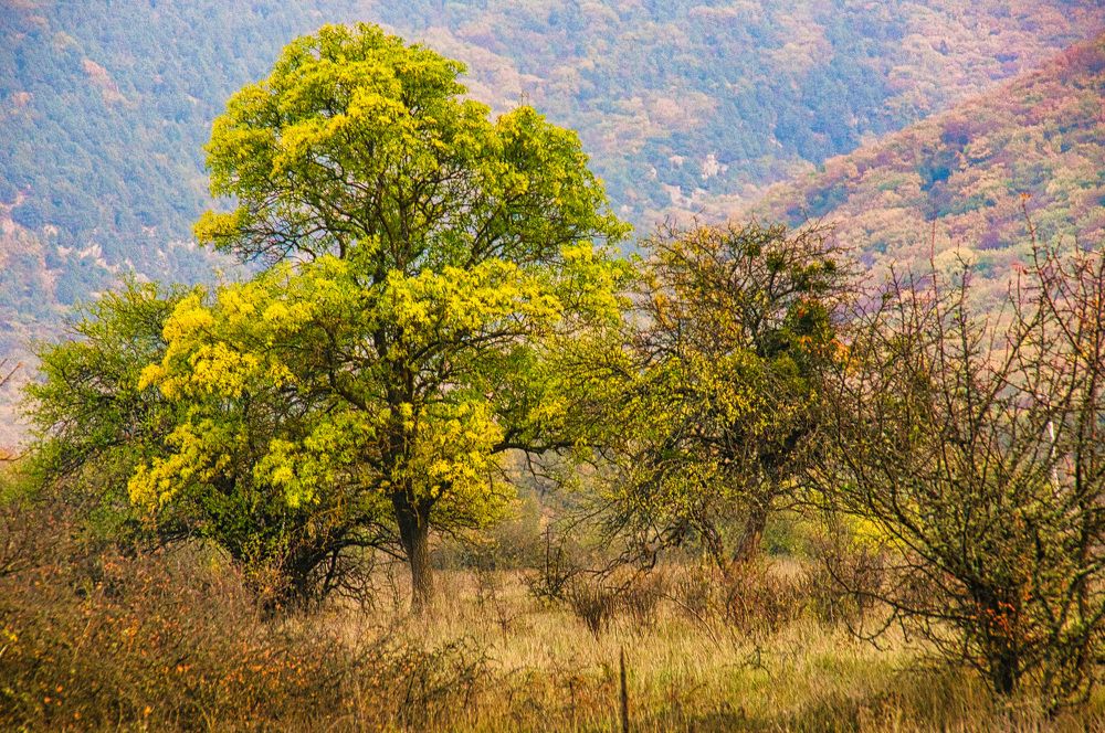 Photograph by  AlexSa