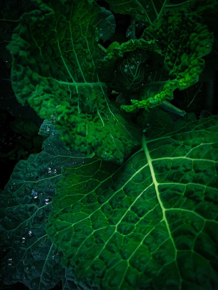 Photograph by Ольга Яценко