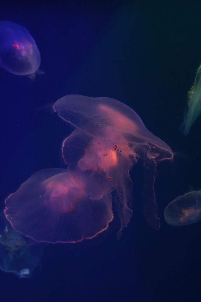 Photograph by Алексейчик Дмитрий