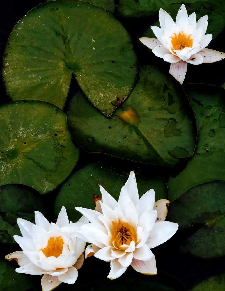 Photograph by Ольга Яценко