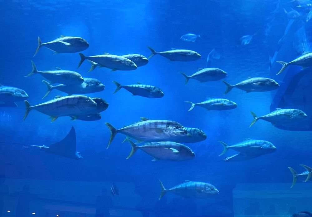 Фотография автора Рамзия Хисамутдинова