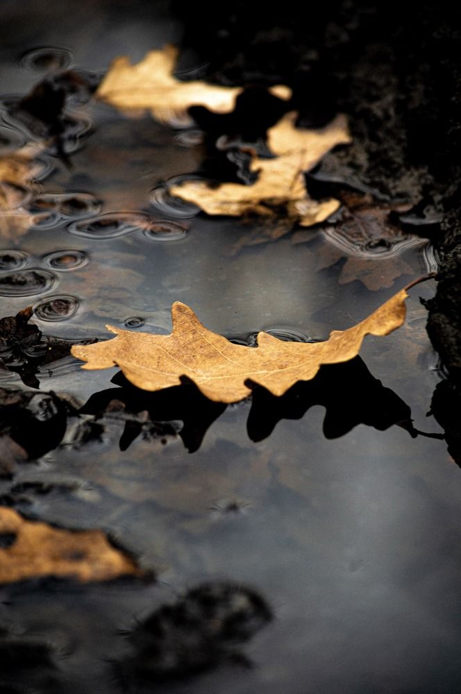 Photograph by Чебесов Олег