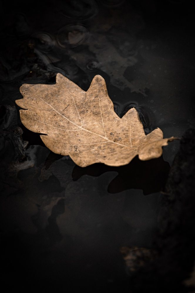 Photograph by Чебесов Олег