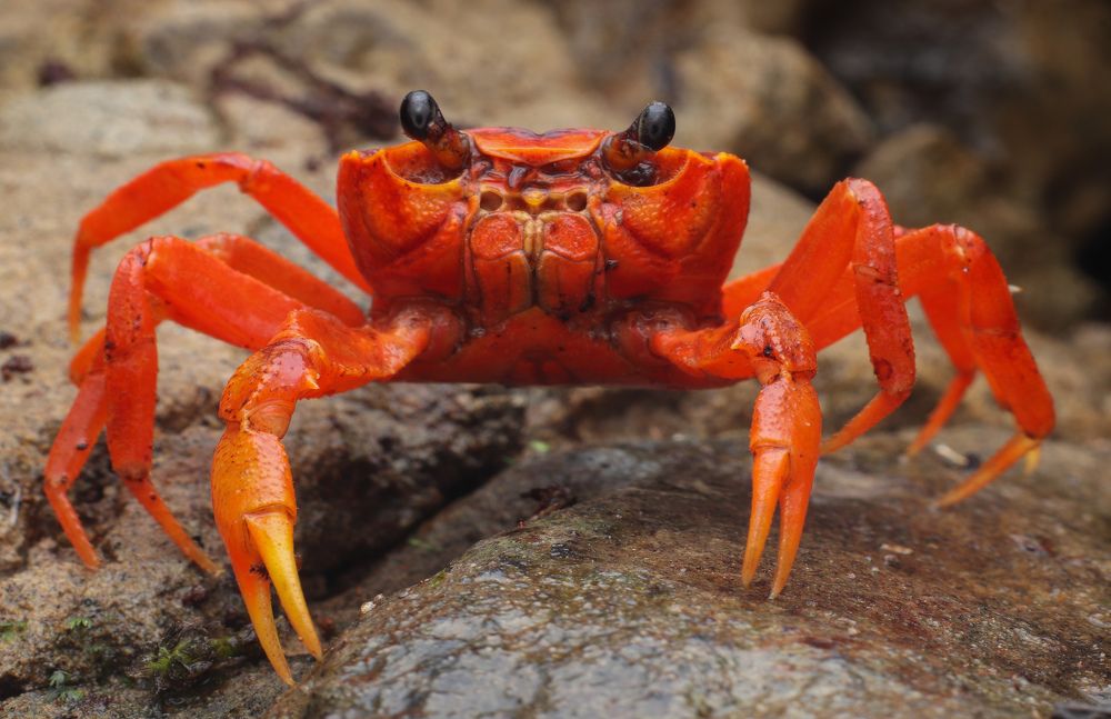 Red crab