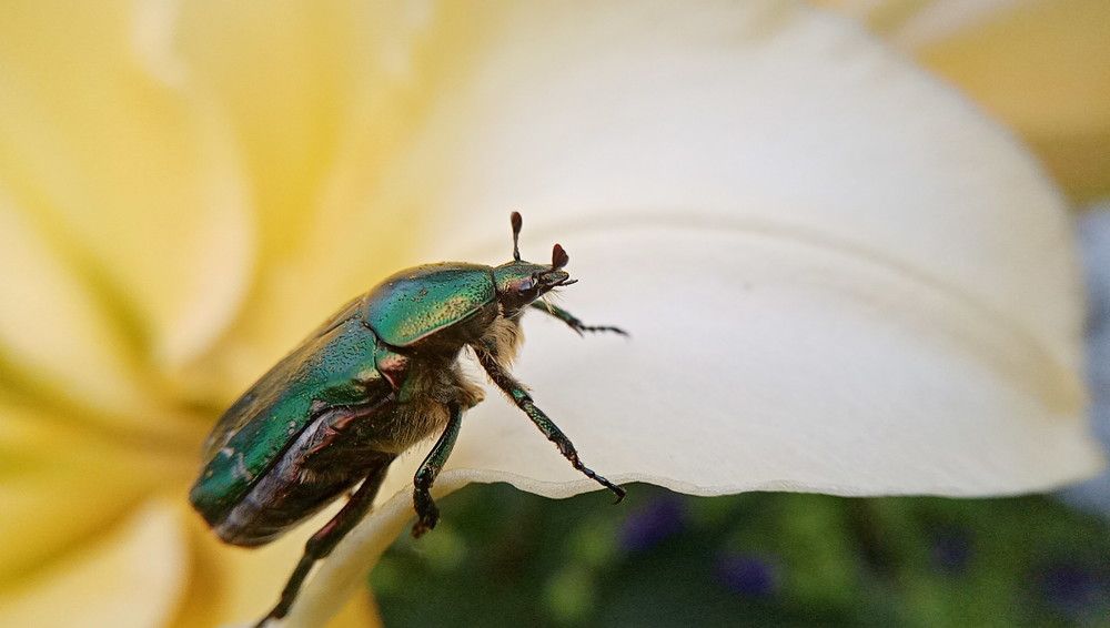 Photograph by Александра Лукашевич
