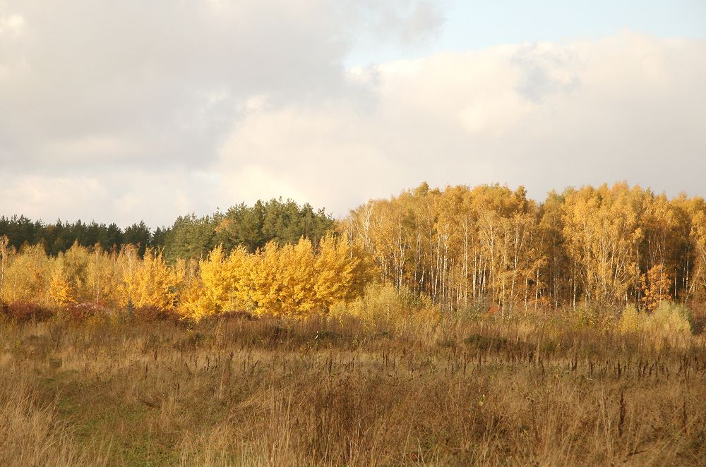Фотография автора Надежда Лисицына