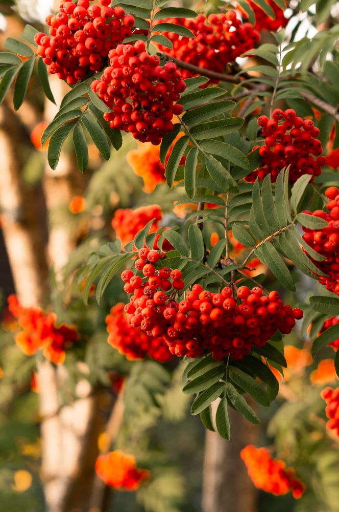 Photograph by Светлана Нестерова