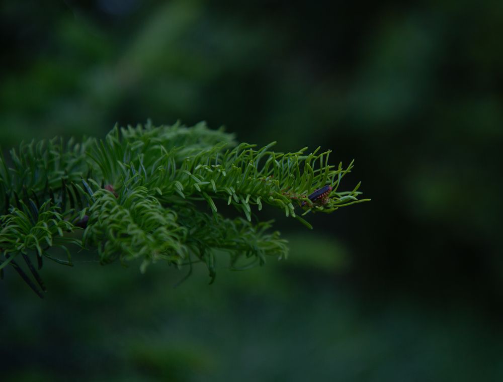 Photograph by Светлана Зайкова